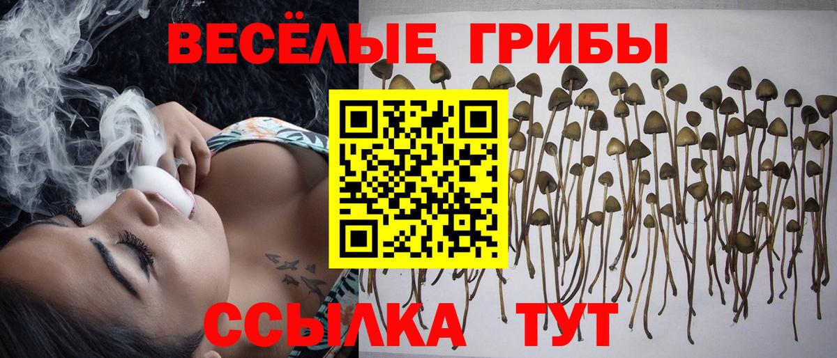Псилоцибиновые грибы Psilocybine cubensis Коряжма